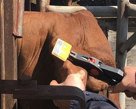 livestock tracking ear tags